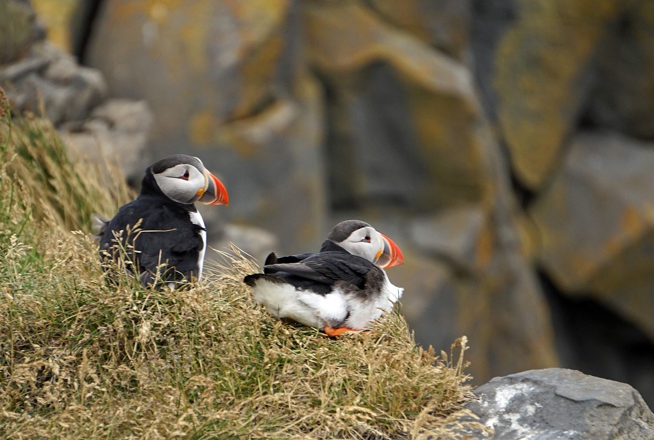 Puffins in Northern Iceland