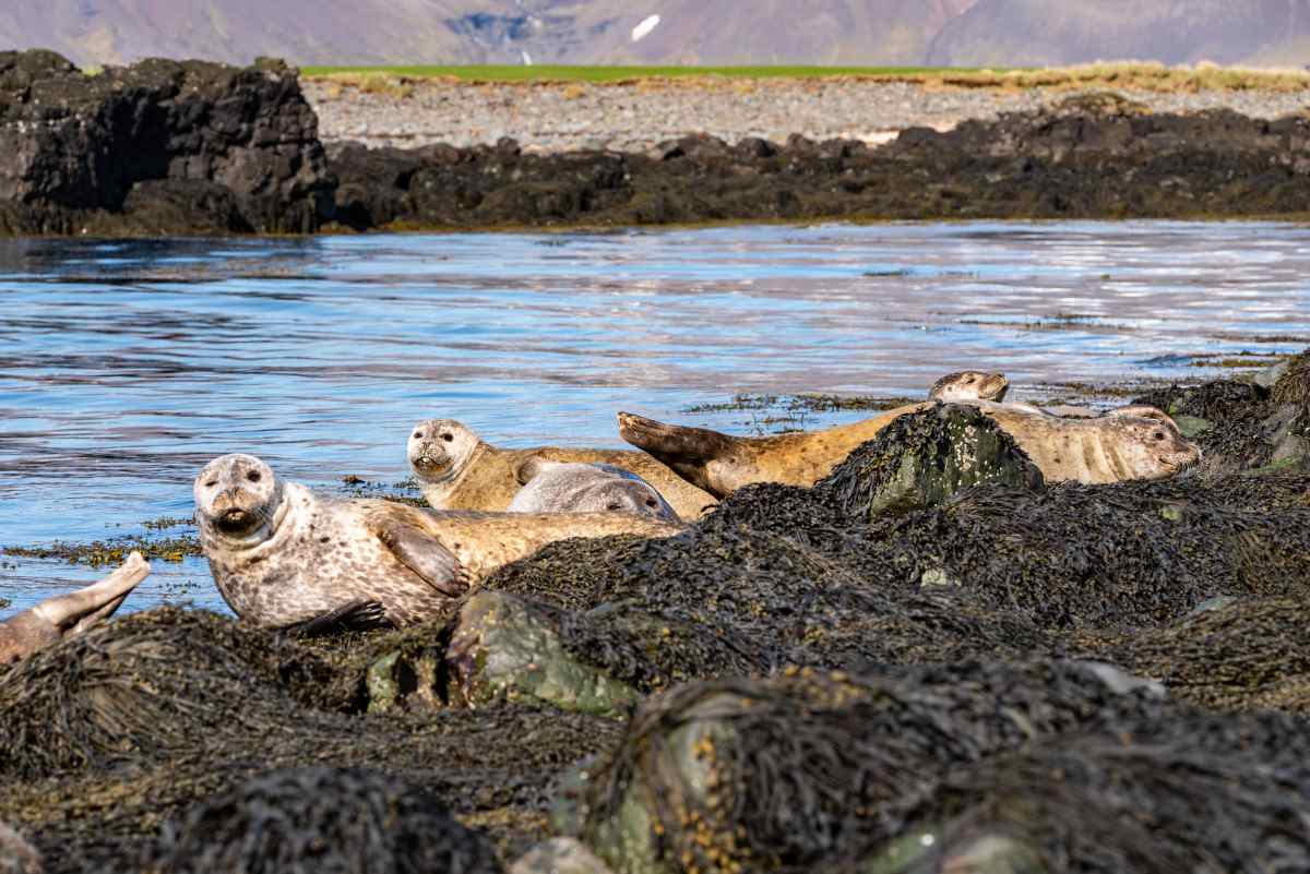 Seal spotting in Snaefellsnes Peninsula