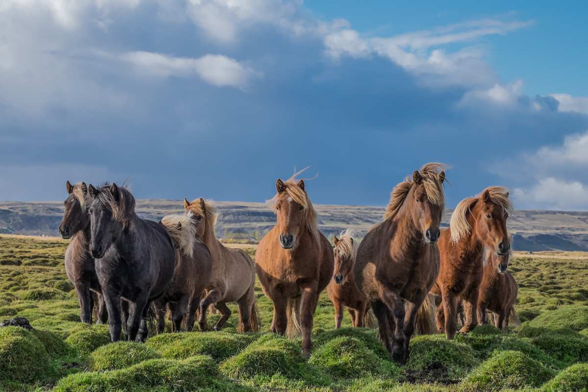 Why do people go to Iceland: horses