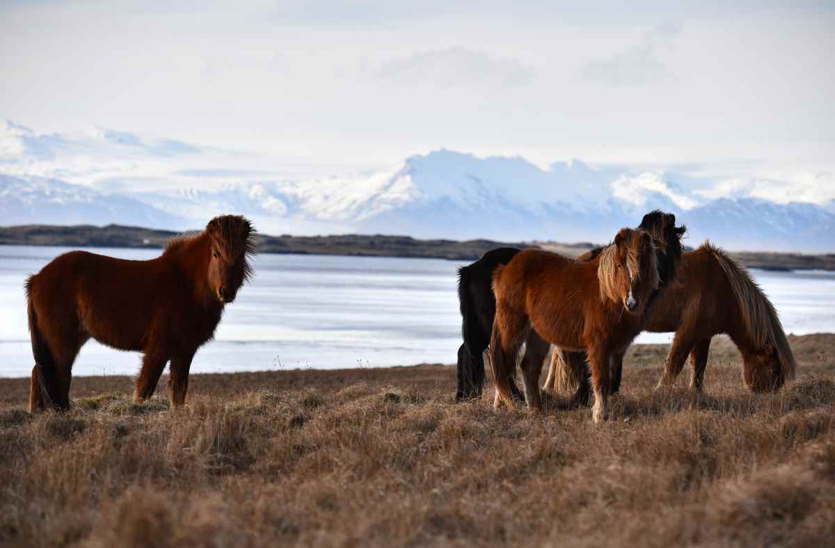Iceland horseback riding winter 